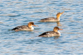 Red-breasted Merganser 曽根干潟(曾根干潟) Fri, 12/9/2022