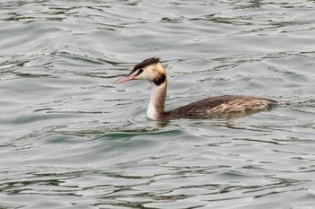 Great Crested Grebe 曽根干潟(曾根干潟) Fri, 12/9/2022