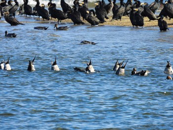 2022年12月9日(金) 香良洲海岸の野鳥観察記録