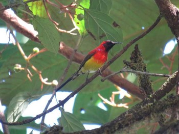 Mrs. Gould's Sunbird タイ北部 Unknown Date