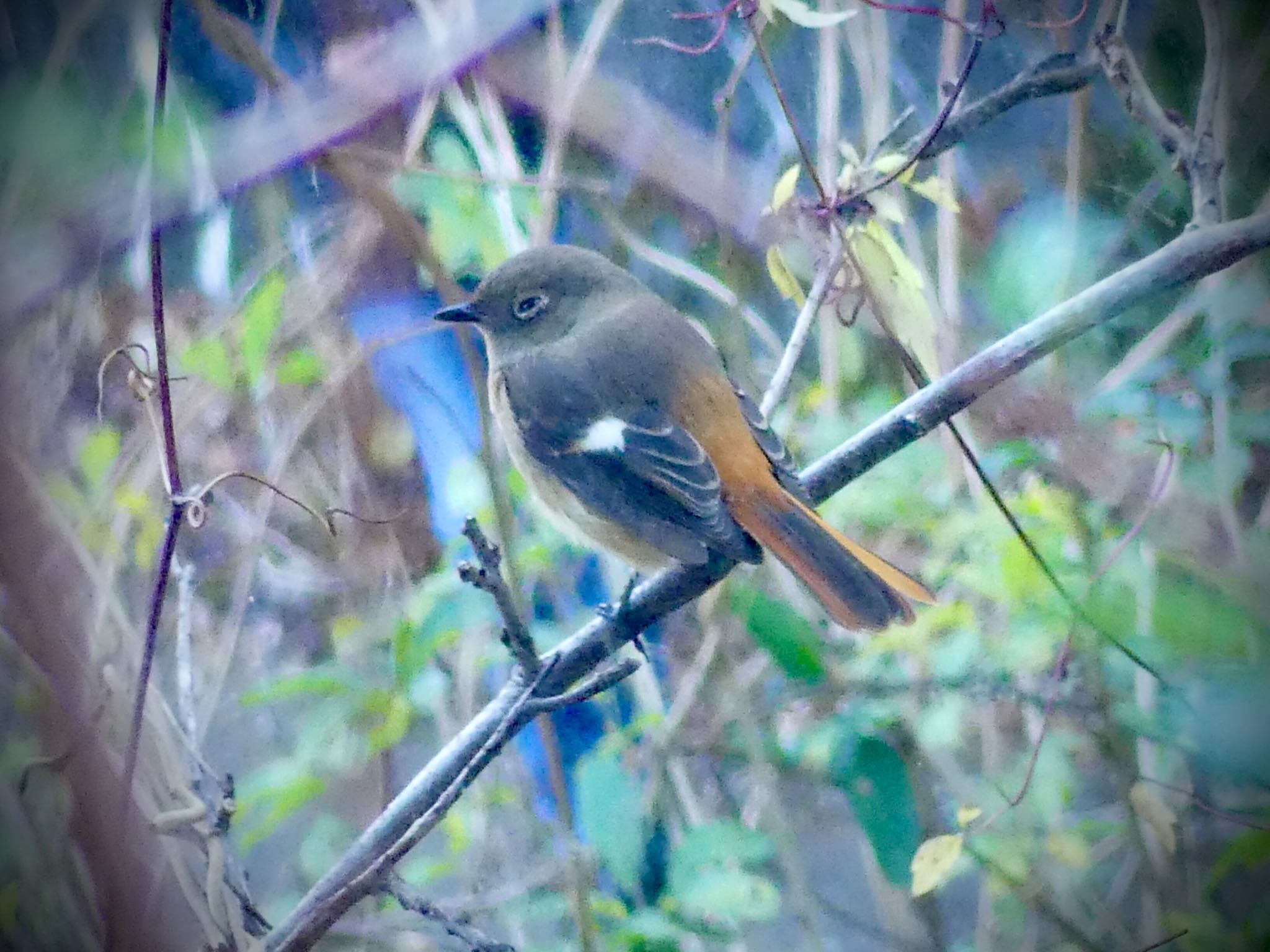 Daurian Redstart