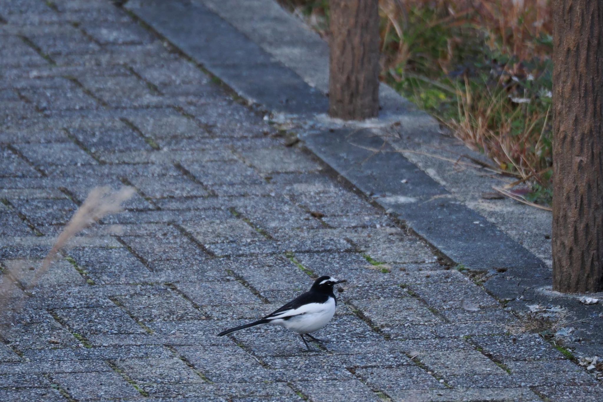 みさか桃源郷公園 セグロセキレイの写真 by skmts.803v