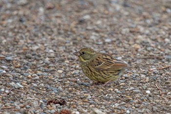 Masked Bunting Mikiyama Forest Park Thu, 3/1/2018