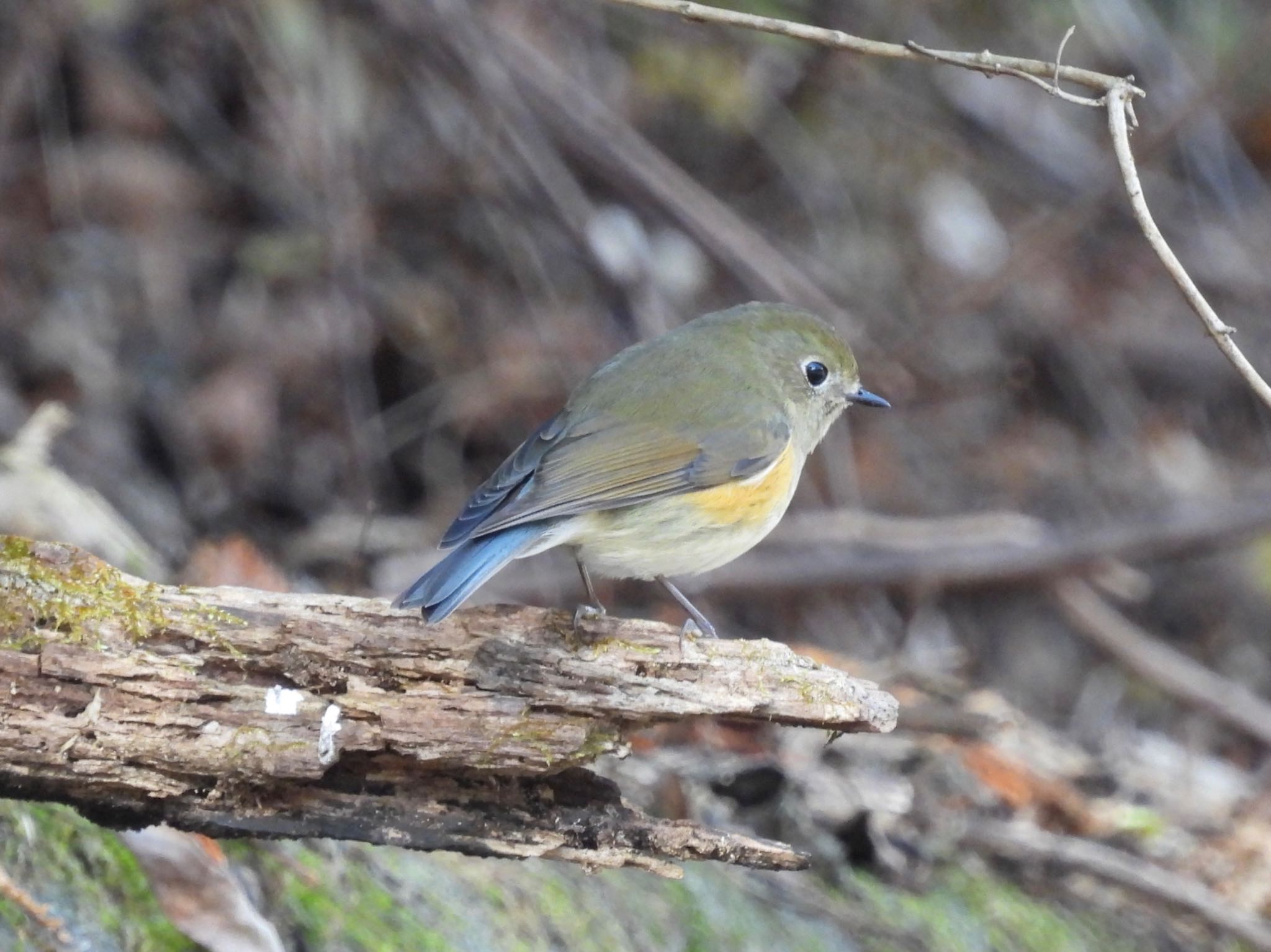 Photo of Red-flanked Bluetail at Hayatogawa Forest Road by yoshikichi