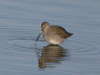 2022年12月3日(土) 伊佐沼の野鳥観察記録