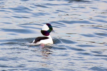 2022年12月11日(日) 多摩川の野鳥観察記録