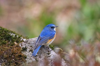 ルリビタキ 薬師池公園 2018年2月28日(水)