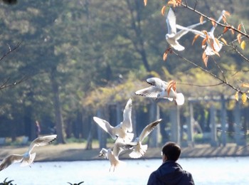 ユリカモメ 水元公園 2022年12月12日(月)