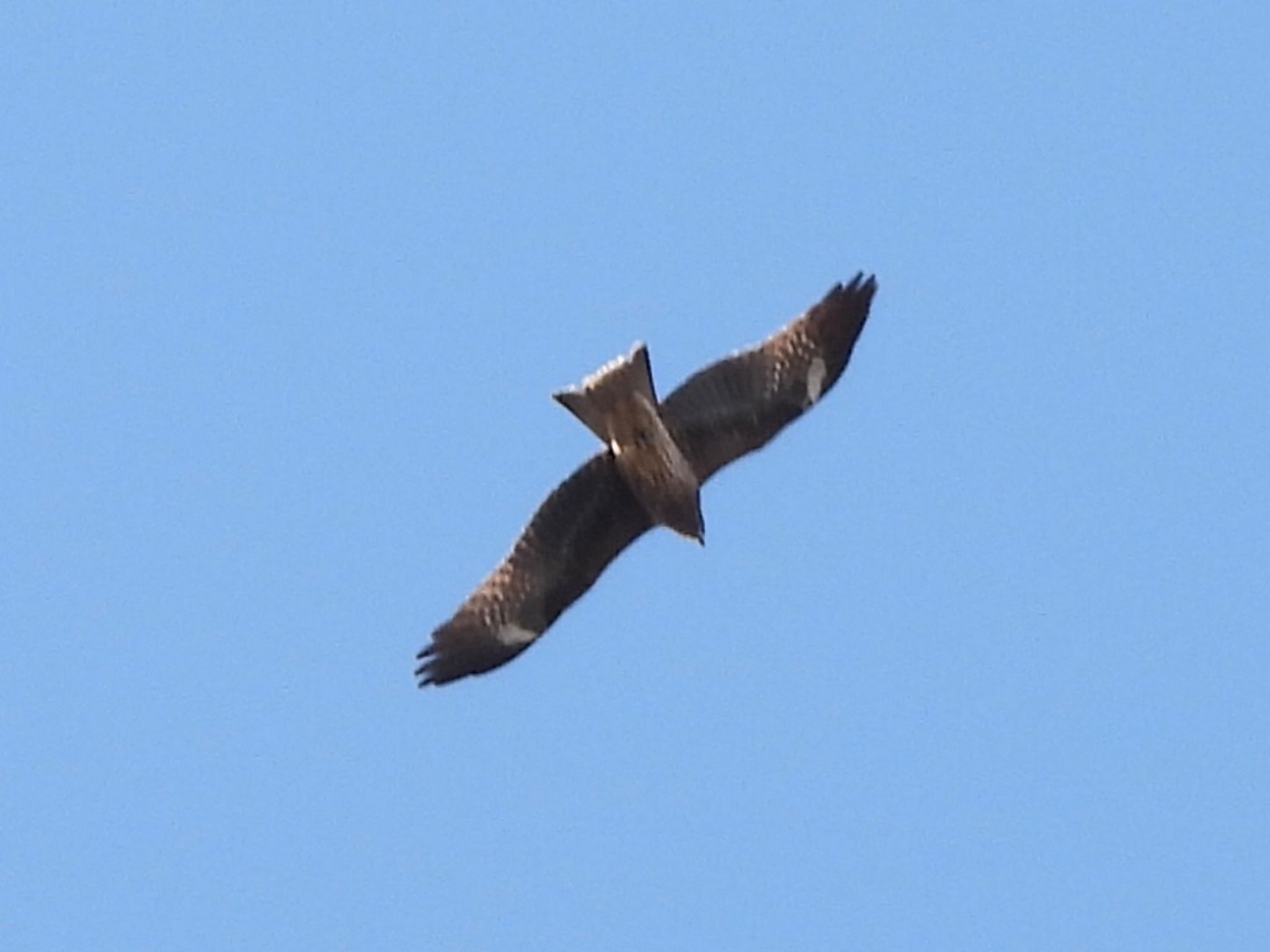 Black Kite