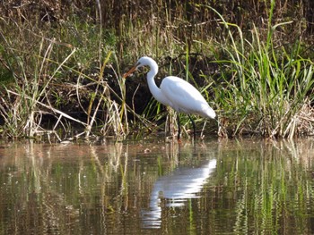 ダイサギ 水元公園 2022年12月12日(月)