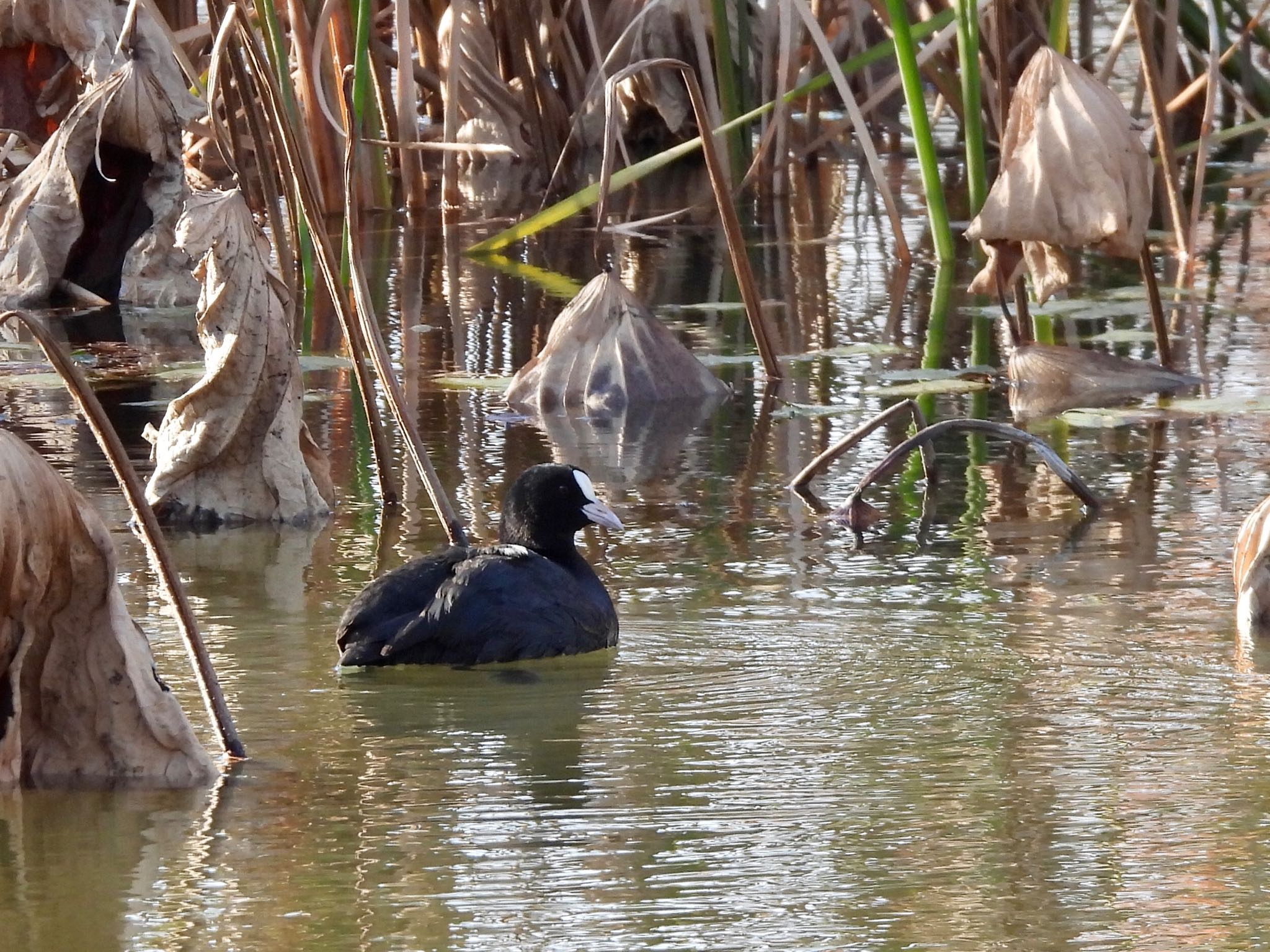 Eurasian Coot