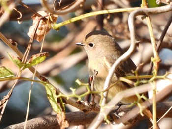 Mon, 12/12/2022 Birding report at Mizumoto Park