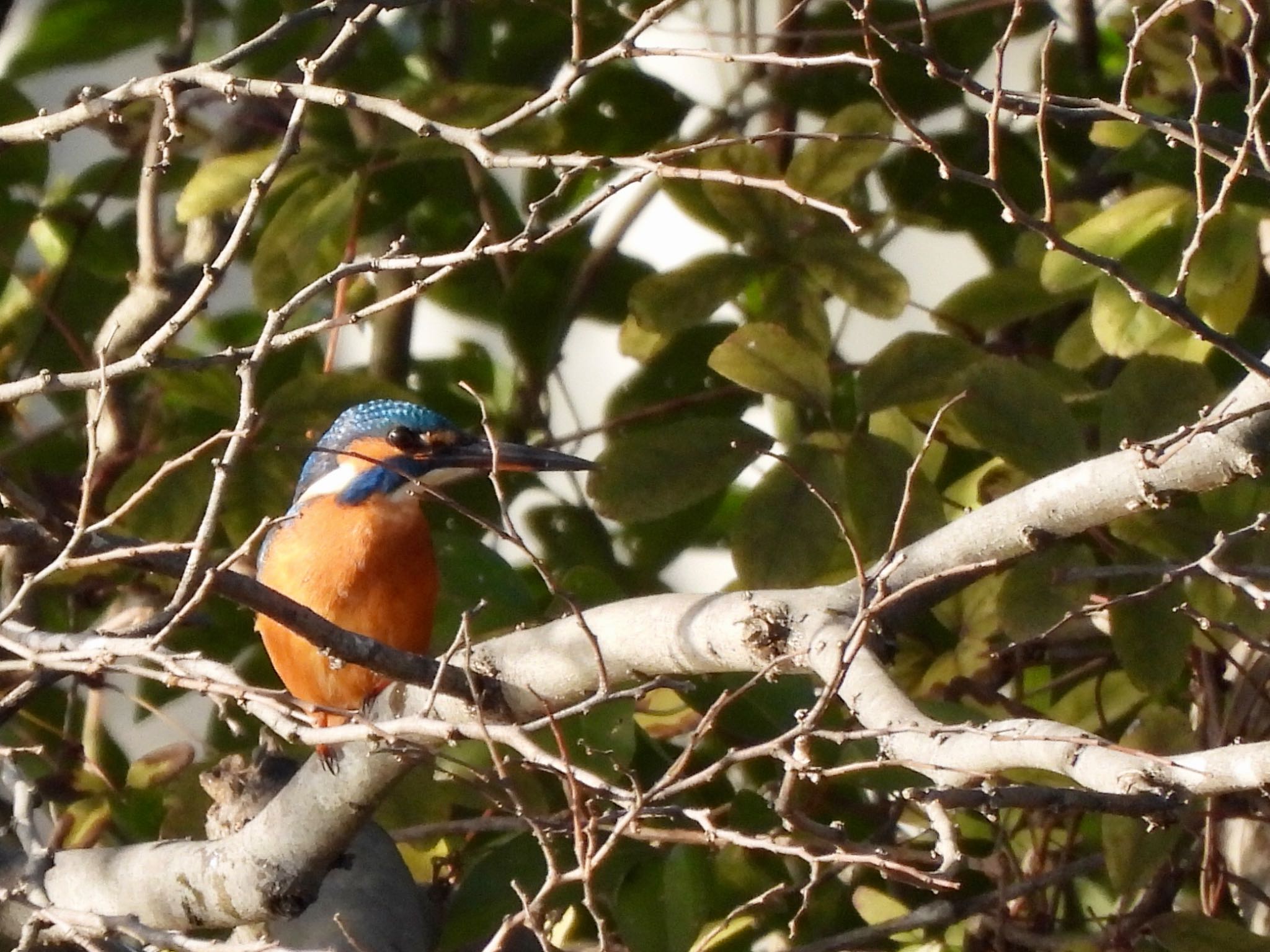 Photo of Common Kingfisher at Mizumoto Park by くー