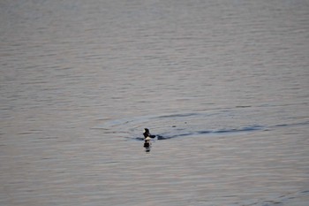 Bufflehead 多摩川(浅川合流付近) Mon, 12/12/2022