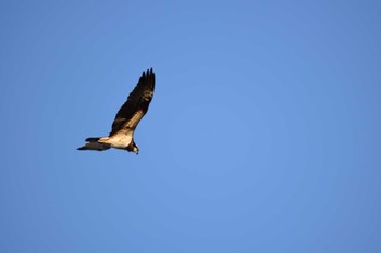 Osprey 多摩川(浅川合流付近) Mon, 12/12/2022