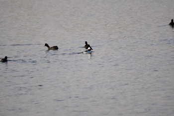 Bufflehead 多摩川(浅川合流付近) Mon, 12/12/2022