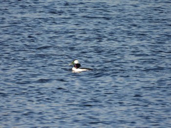 Bufflehead 多摩川(浅川合流付近) Mon, 12/12/2022