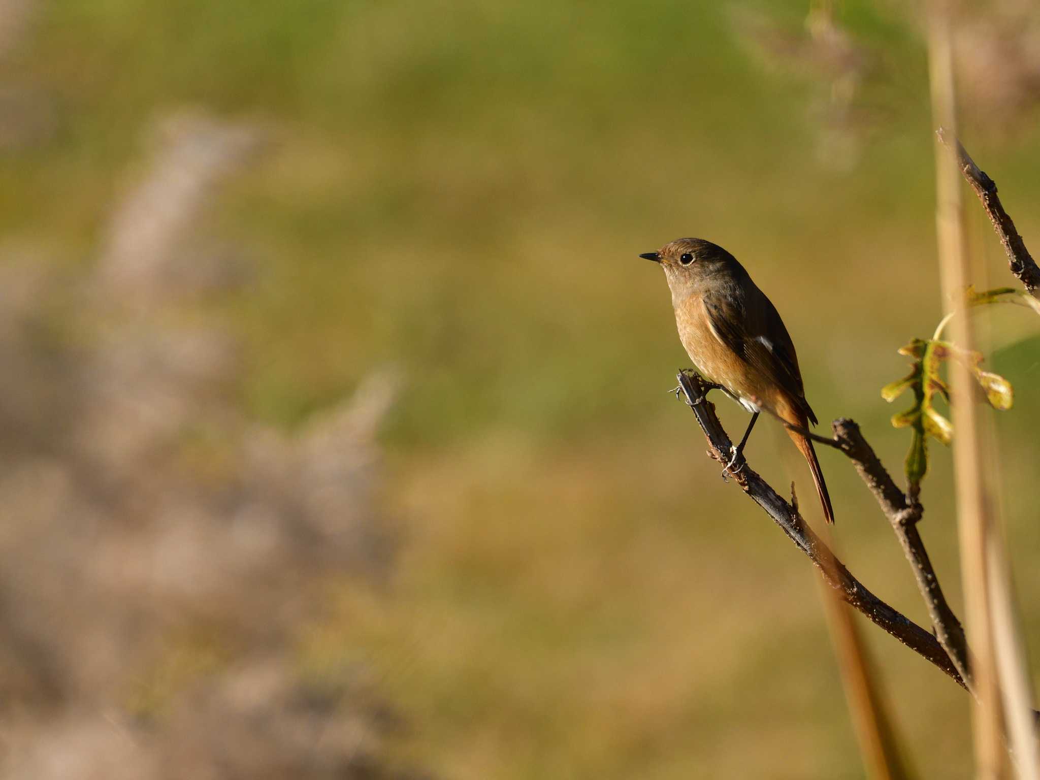 東京港野鳥公園 ジョウビタキの写真 by 80%以上は覚えてないかも