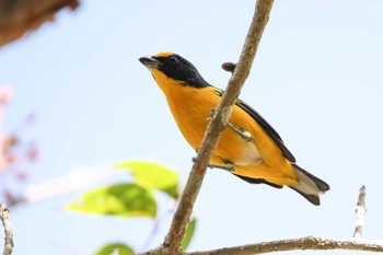 キノドスミレフウキンチョウ コバ遺跡(Mexico) 2018年1月11日(木)