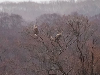 2022年12月3日(土) ウトナイ湖の野鳥観察記録