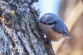 Eurasian Nuthatch Unknown Spots Sat, 12/10/2022