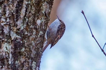 Eurasian Treecreeper Unknown Spots Sat, 12/10/2022