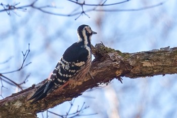 White-backed Woodpecker Unknown Spots Sat, 12/10/2022