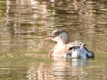 Little Grebe Mizumoto Park Mon, 12/12/2022