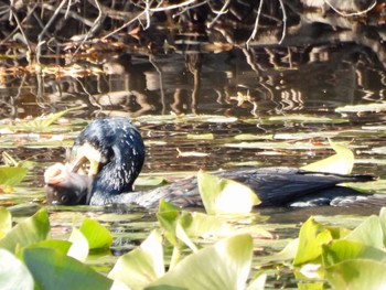 カワウ 水元公園 2022年12月12日(月)