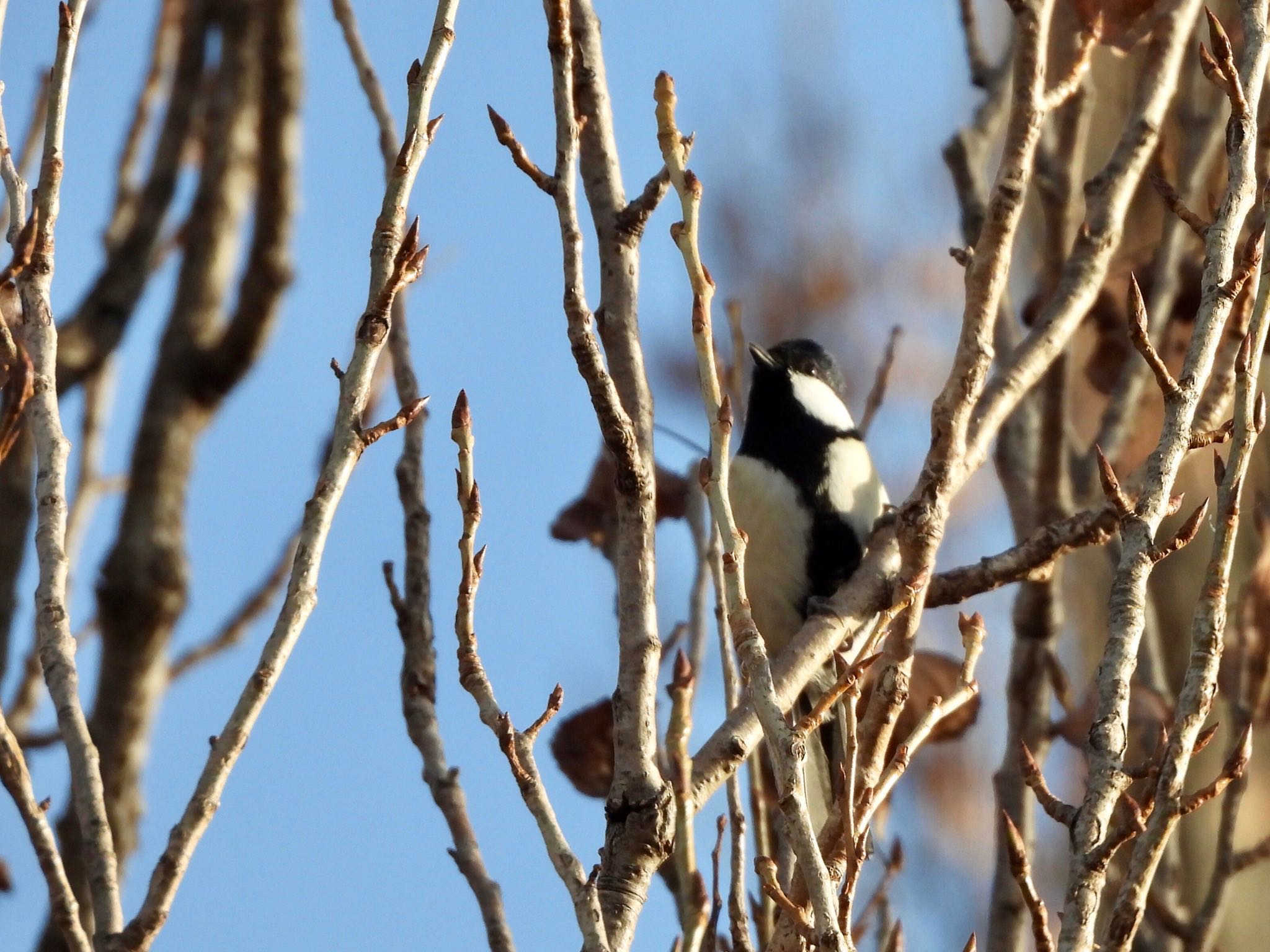 Photo of Japanese Tit at Mizumoto Park by くー