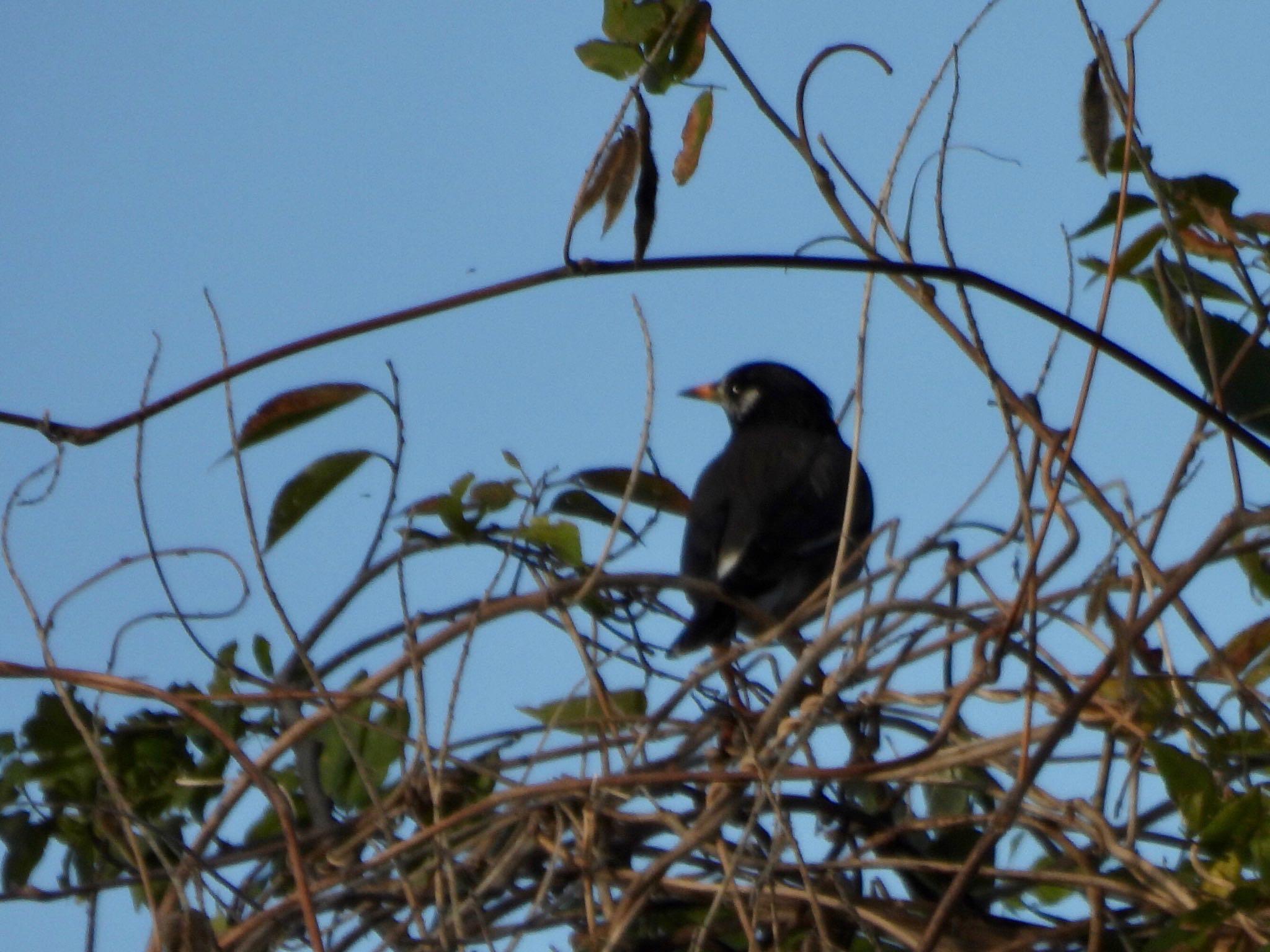 White-cheeked Starling