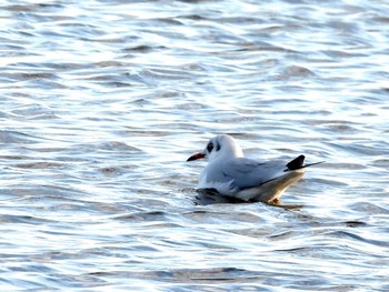 ユリカモメ 水元公園 2022年12月12日(月)