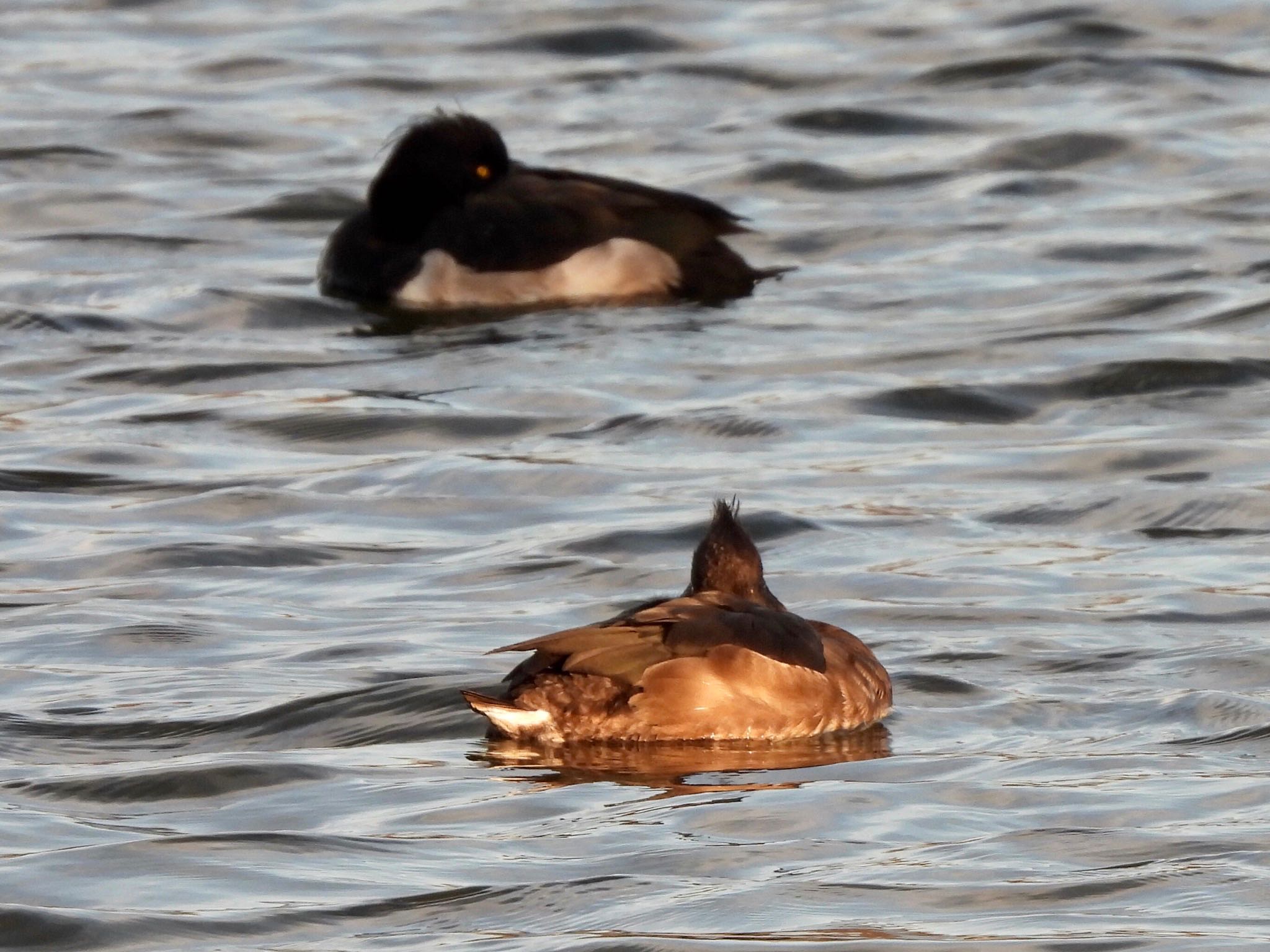 Photo of Tufted Duck at Mizumoto Park by くー