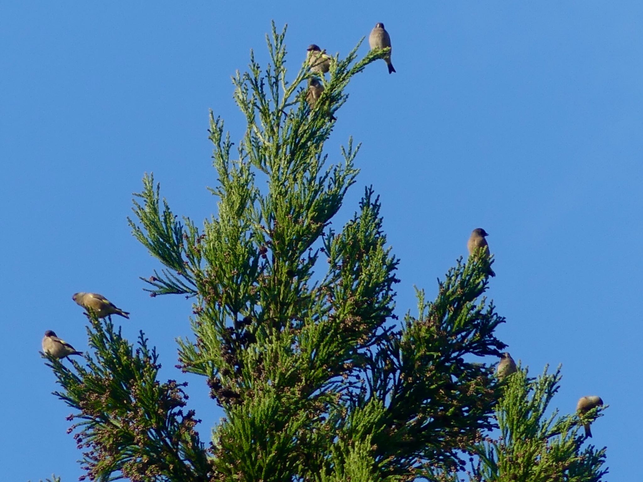 Grey-capped Greenfinch