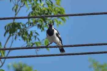 Magpie-lark ケアンズ Tue, 10/11/2022