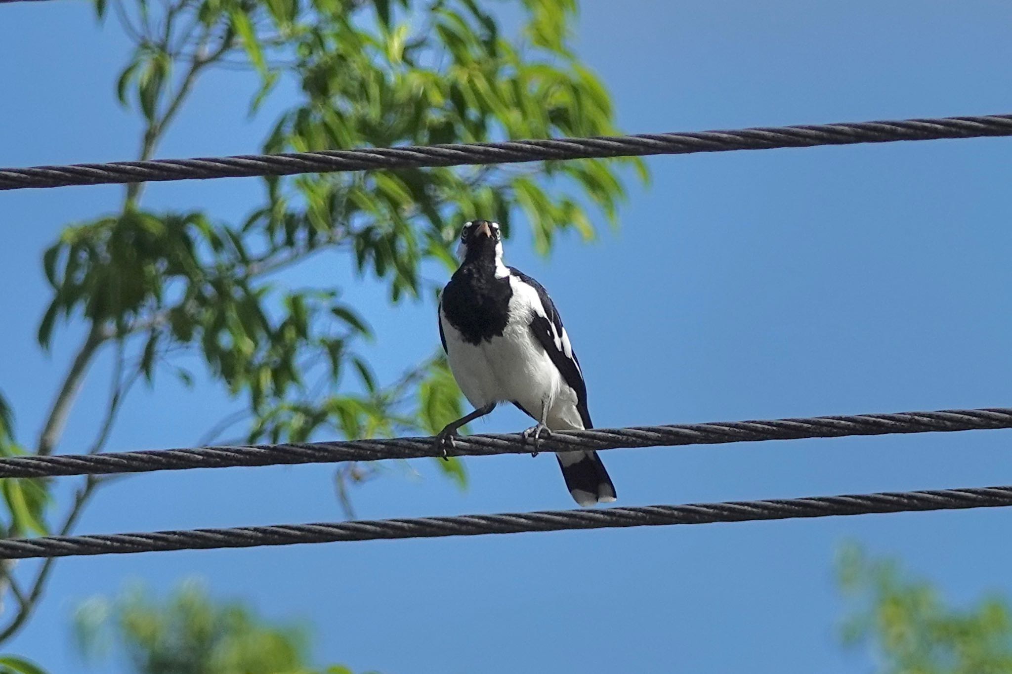 Magpie-lark