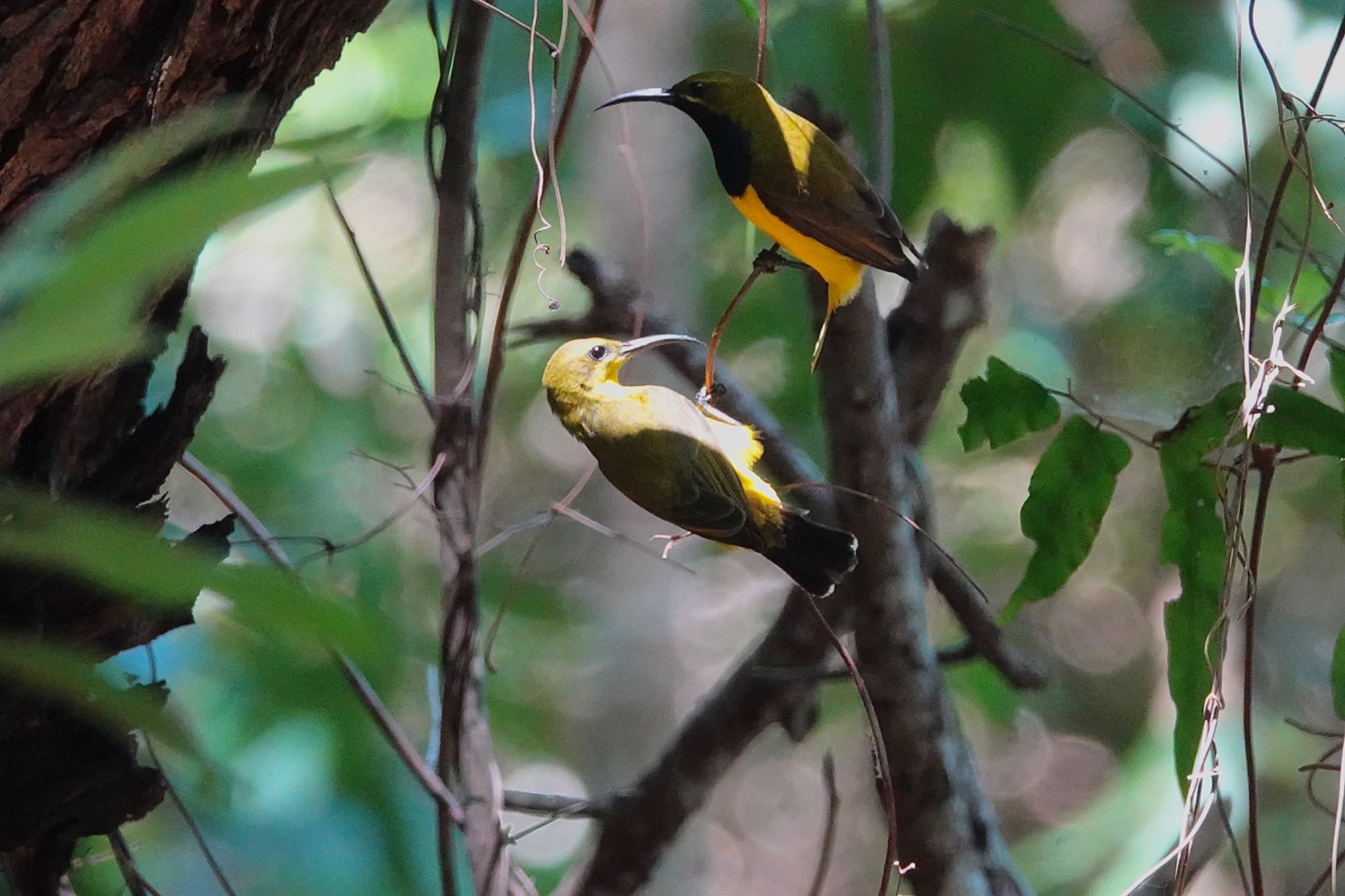 Mount Whitfield Conservation Park(Cairns) キバラタイヨウチョウの写真 by のどか