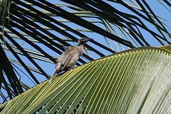 ケープヨークハゲミツスイ Mount Whitfield Conservation Park(Cairns) 2022年10月11日(火)