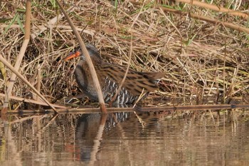 2022年12月11日(日) 新横浜公園の野鳥観察記録