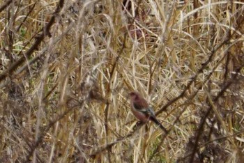 Siberian Long-tailed Rosefinch 道場 Fri, 3/9/2018