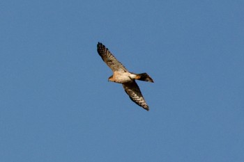 Eurasian Sparrowhawk 芝川第一調節池(芝川貯水池) Mon, 12/12/2022