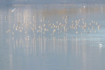 Dunlin 曽根干潟(曾根干潟) Fri, 12/9/2022