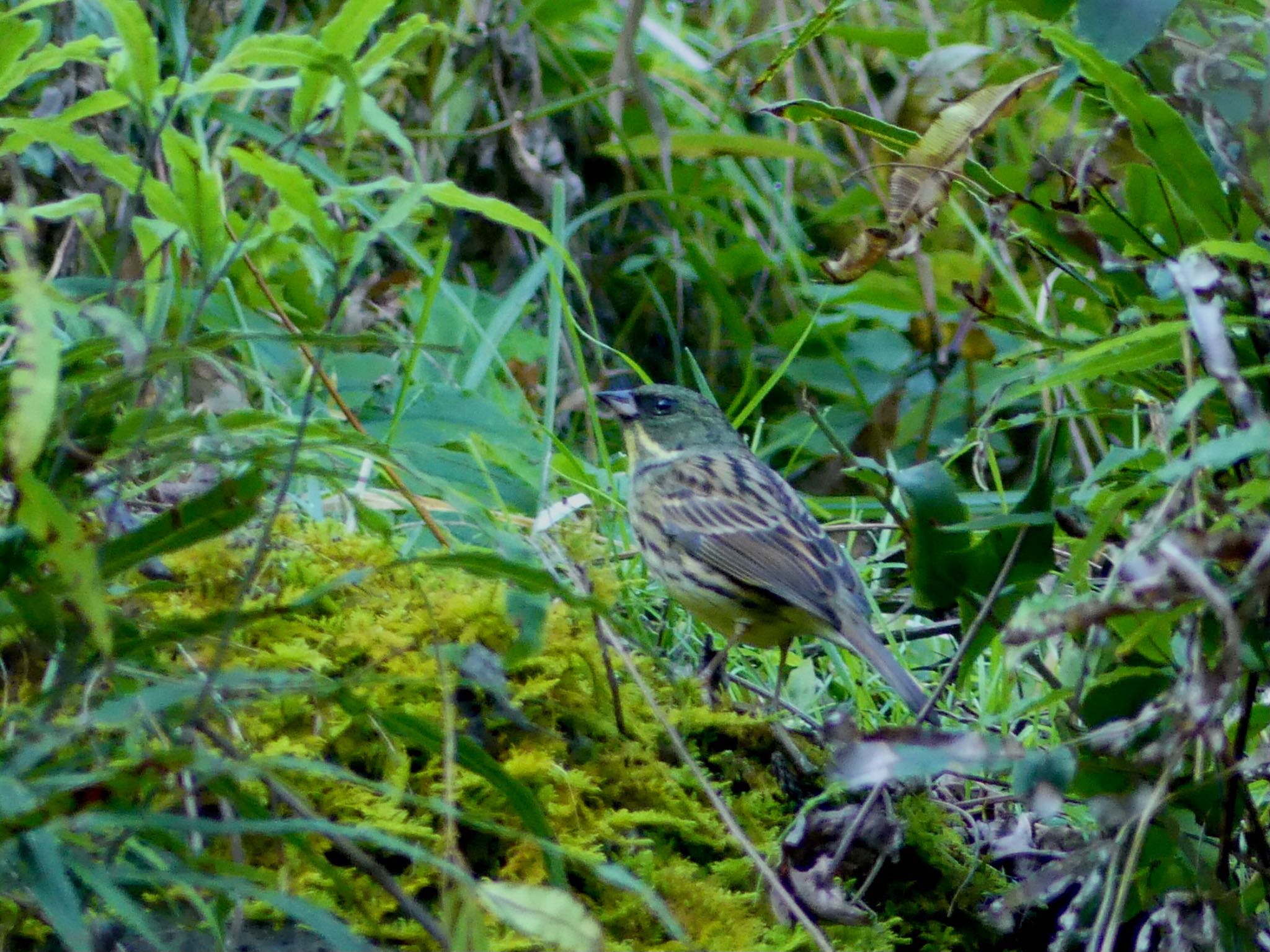 Masked Bunting