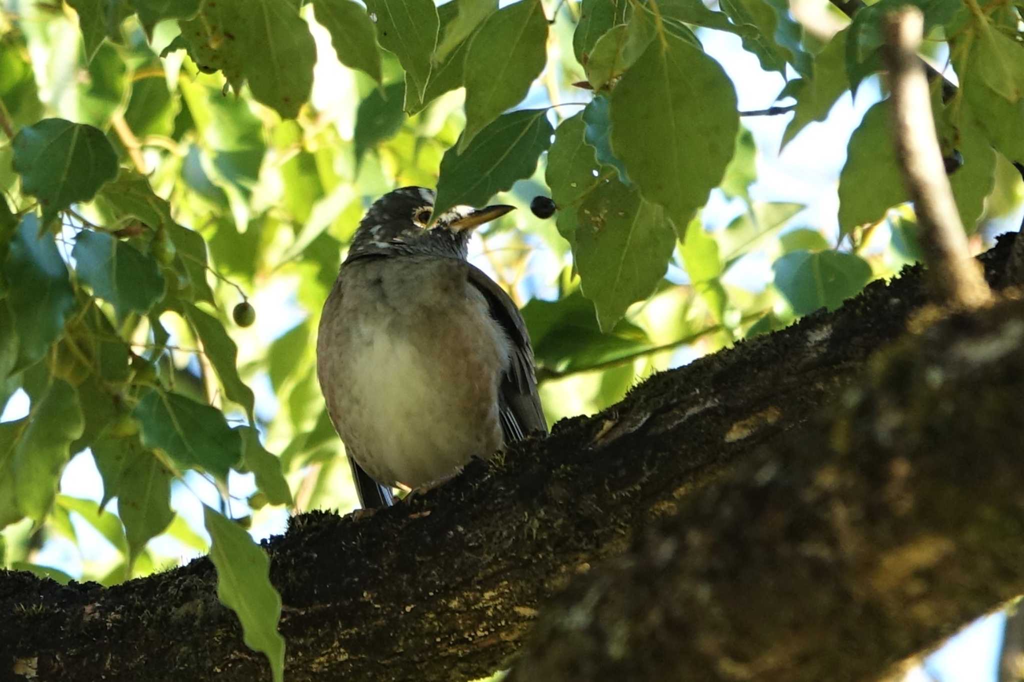 ロクハ公園(滋賀県草津市) シロハラの写真