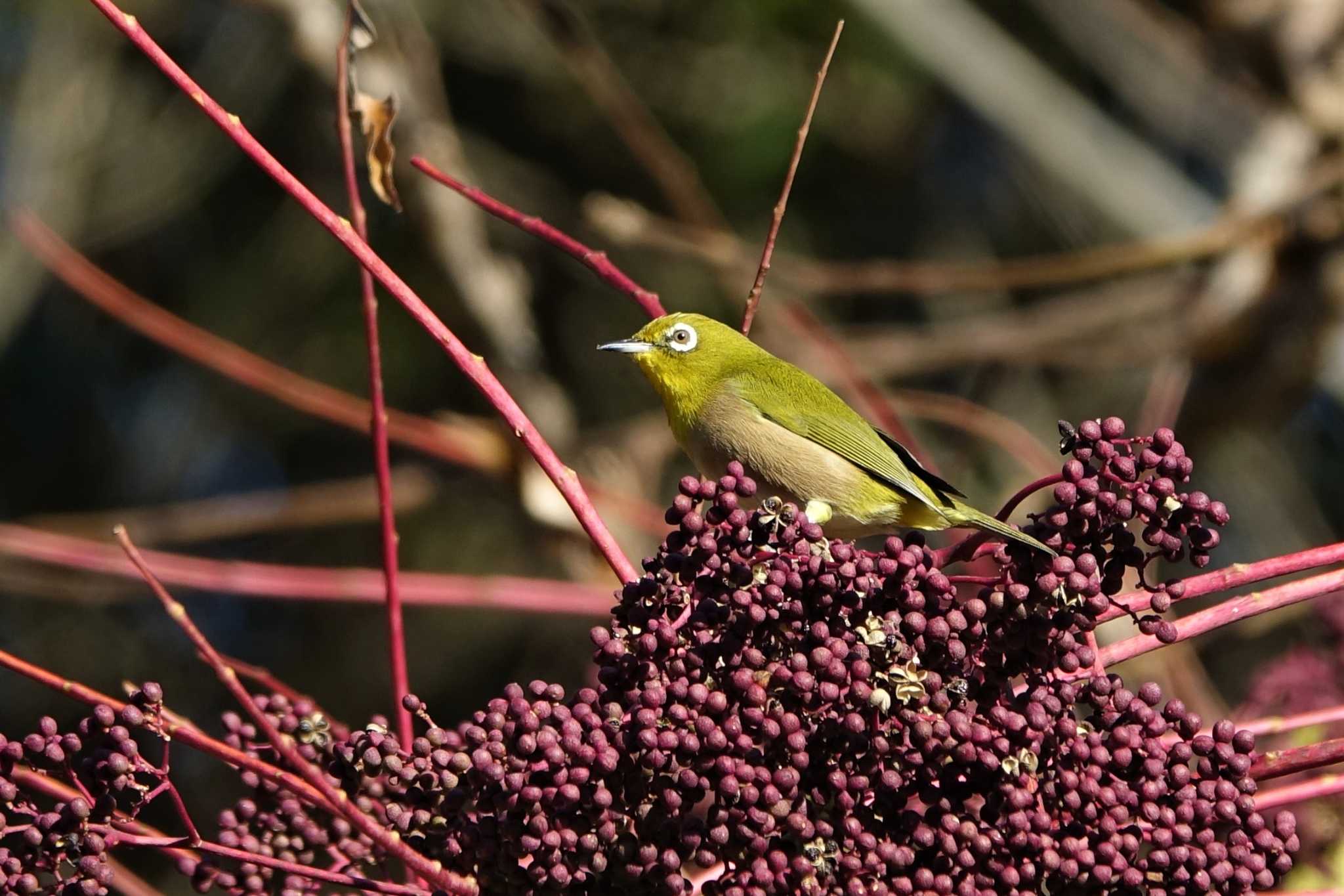 ロクハ公園(滋賀県草津市) メジロの写真