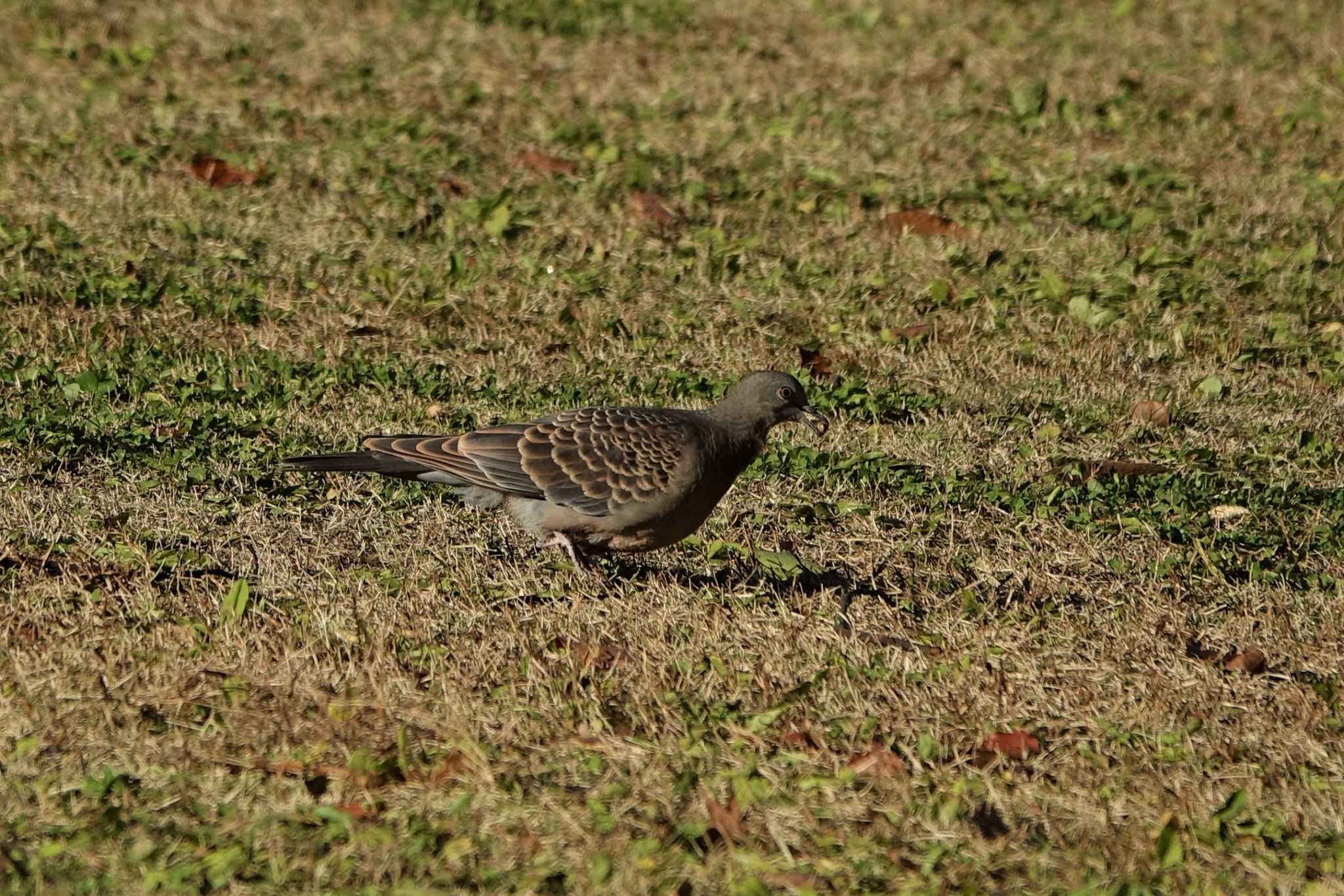 ロクハ公園(滋賀県草津市) キジバトの写真 by bmont520