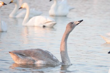 2022年12月10日(土) 本埜村白鳥の郷の野鳥観察記録