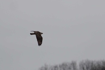 Eastern Buzzard 道場 Fri, 3/9/2018