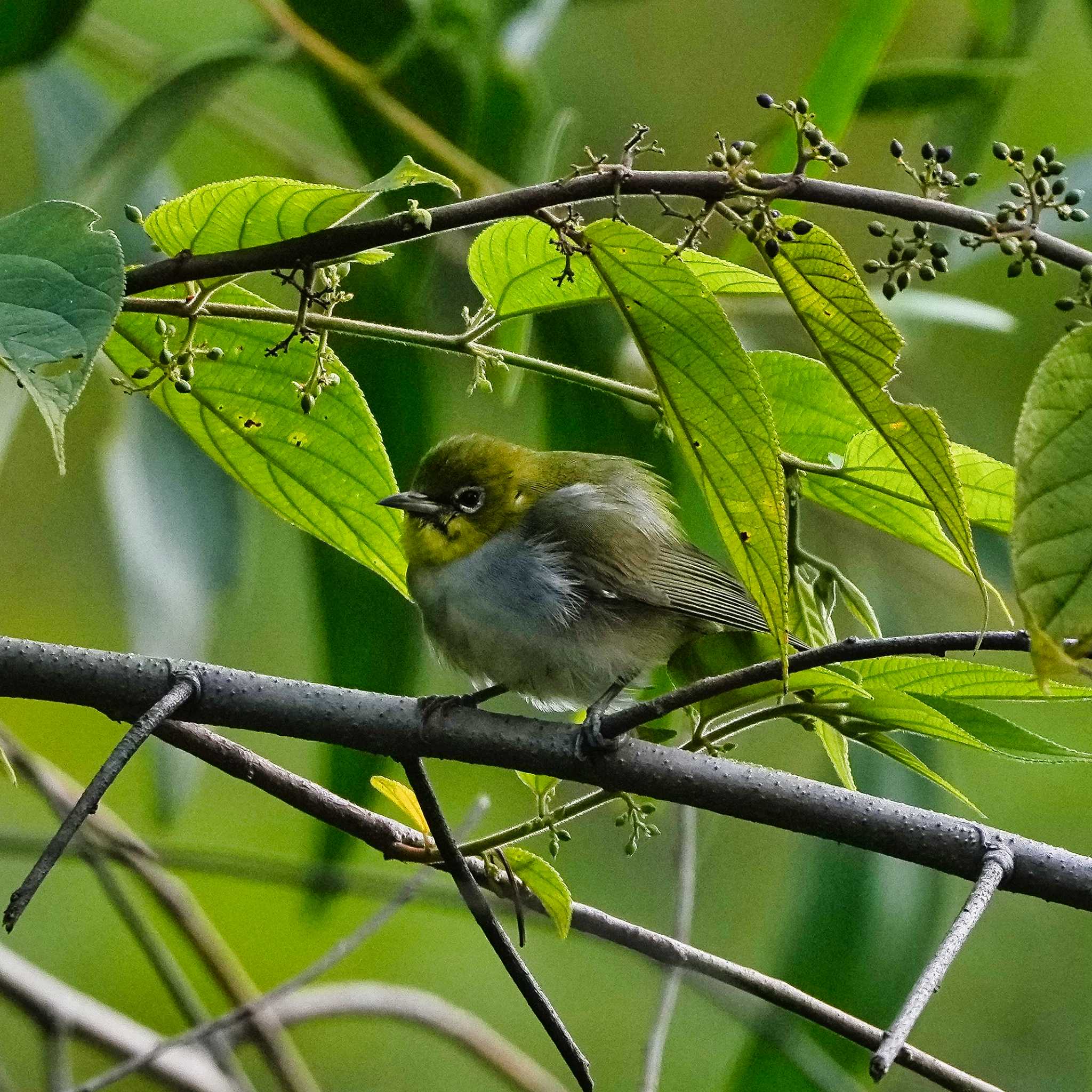 Chestnut-flanked White-eye