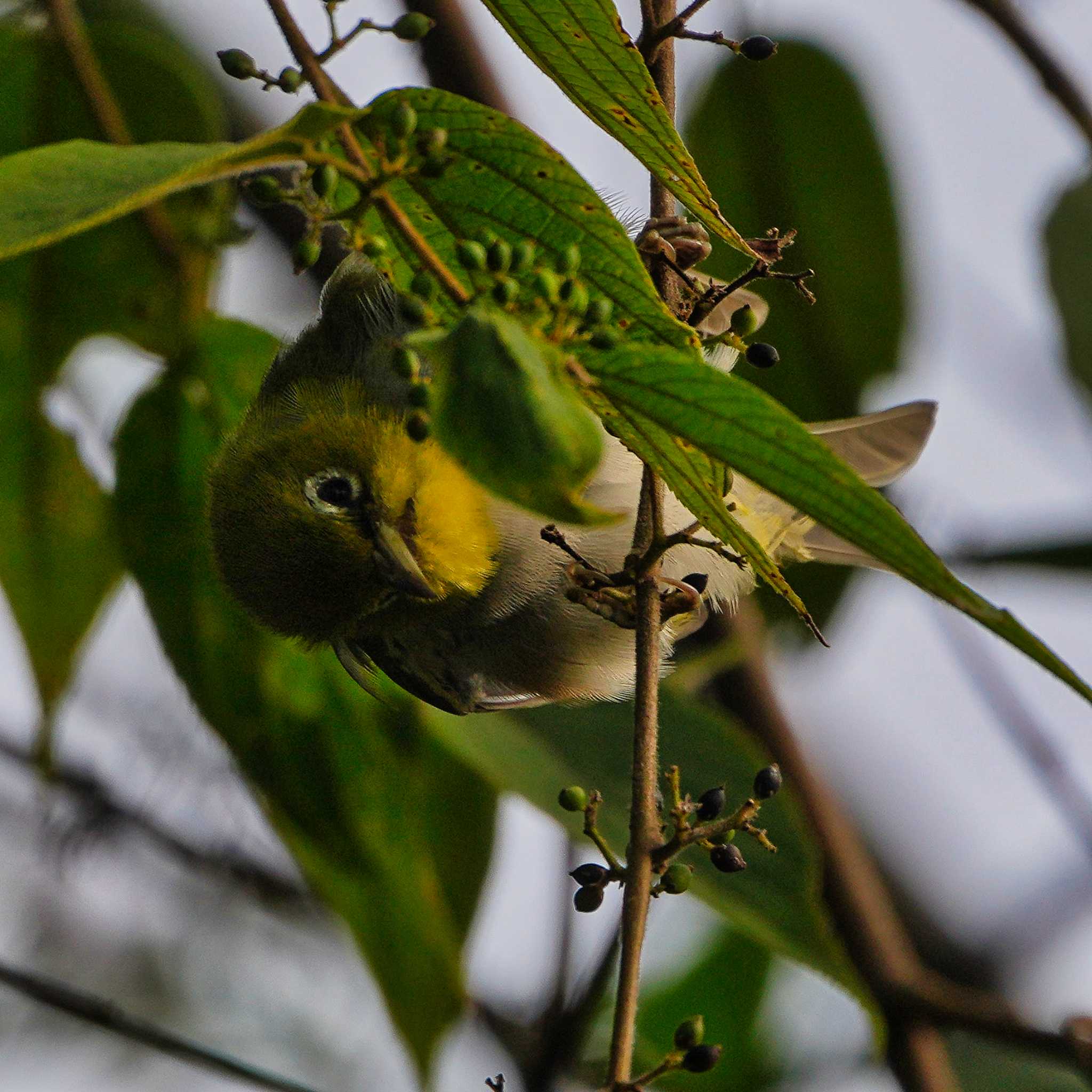 Chestnut-flanked White-eye